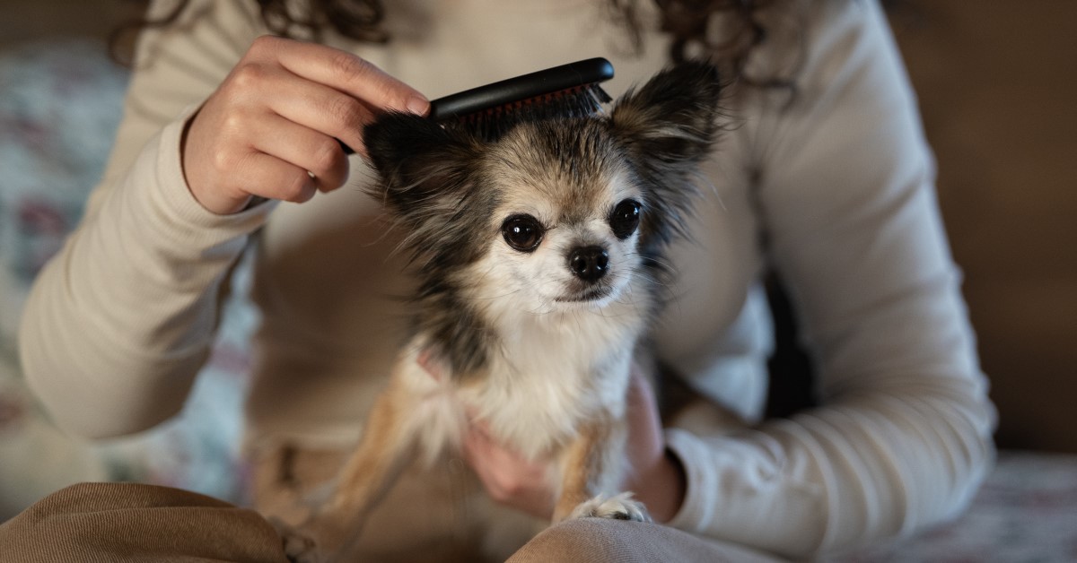 Combs that cut dog hair hotsell